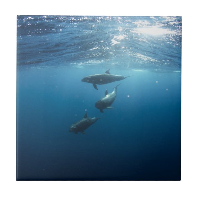 Dolphin Family Tile (Front)