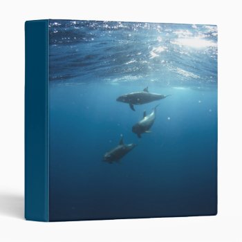 Dolphin Family Underwater 3 Ring Binder by beachcafe at Zazzle