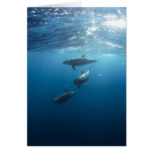 Dolphin Family Underwater Cards (Front)
