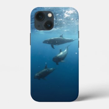 Dolphin Family Underwater Iphone 13 Mini Case by beachcafe at Zazzle