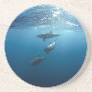 Dolphin Family Underwater Coaster