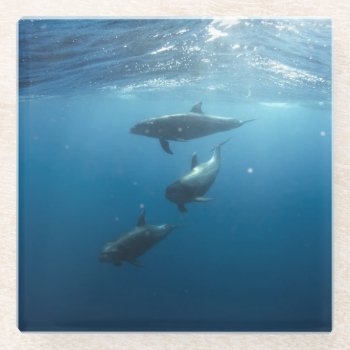 Dolphin Family Underwater Glass Coaster by beachcafe at Zazzle