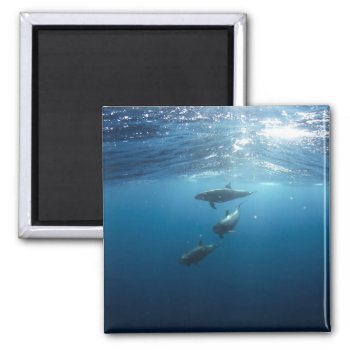 Dolphin Family Underwater Magnet by beachcafe at Zazzle