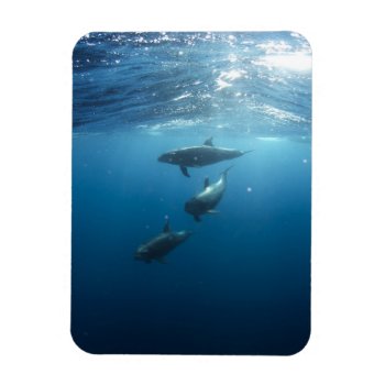 Dolphin Family Underwater Magnet by beachcafe at Zazzle