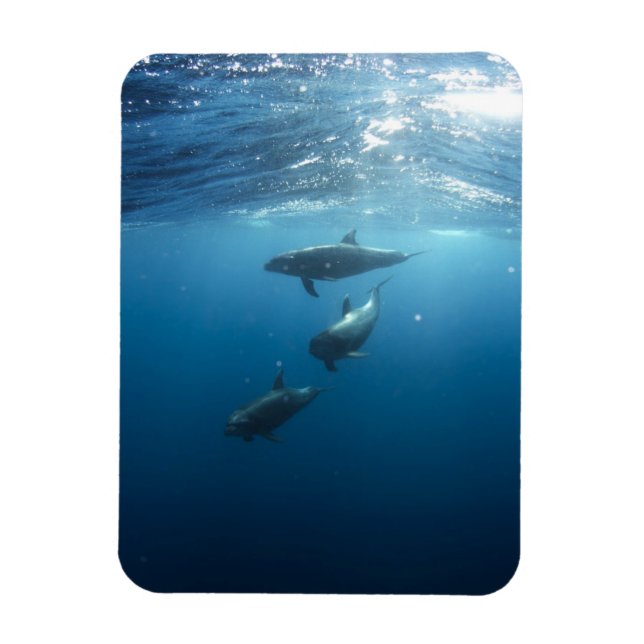 Dolphin Family Underwater Magnet (Vertical)
