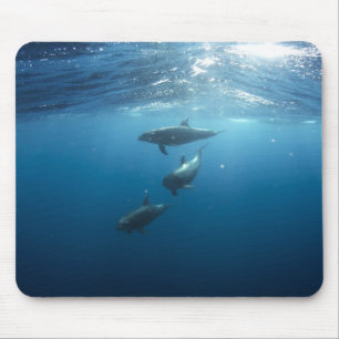 Dolphin Family Underwater Mouse Pad