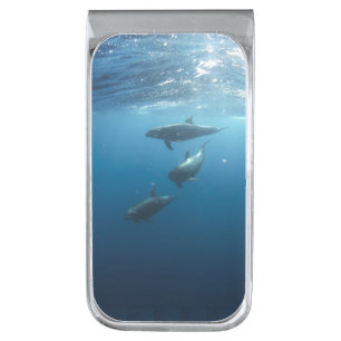 Dolphin Family Underwater Photo Silver Finish Money Clip