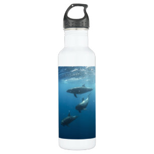 Dolphin Family Underwater Stainless Steel Water Bottle