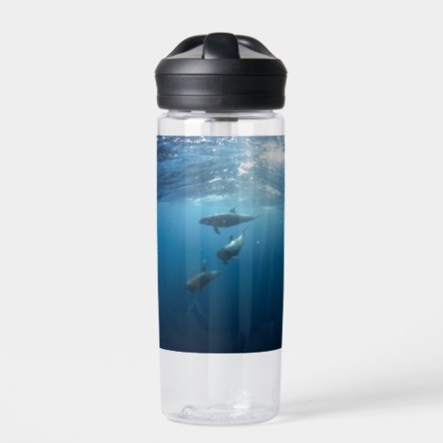 Dolphin Family Underwater Water Bottle