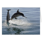 dolphin fish playing -blank card (Front Horizontal)