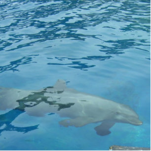 Dolphin Floating Beneath Shimmering Blue Water Statuette