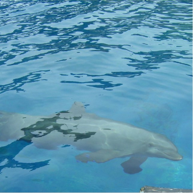 Dolphin Floating Beneath Shimmering Blue Water Statuette (Front)