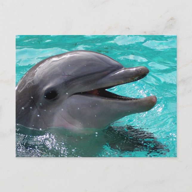 Dolphin head in aquamarine water postcard (Front)
