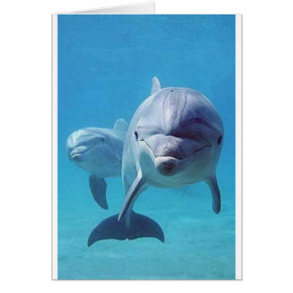 dolphin II Cards