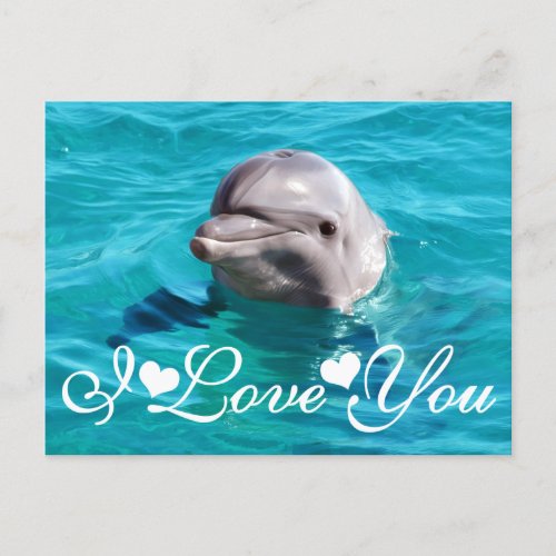 Dolphin in Blue Water Photo Image I Love You Postcard