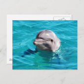 Dolphin in Blue Water Photo Postcard (Front/Back)