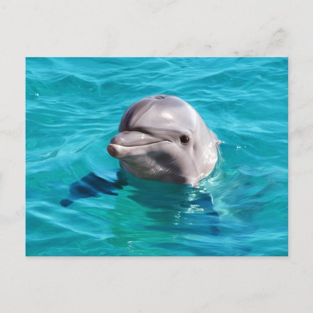 Dolphin in Blue Water Photo Postcard (Front)