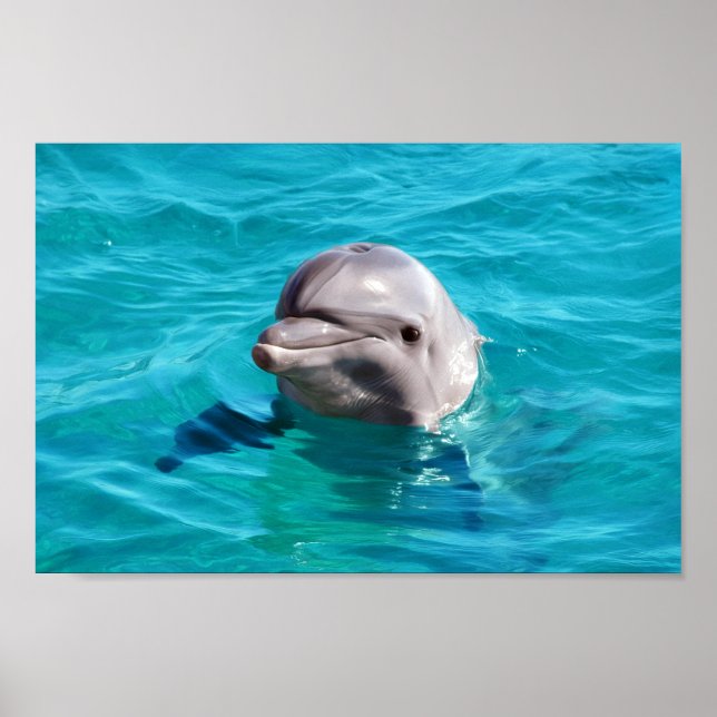 Dolphin in Blue Water Photo Poster (Front)