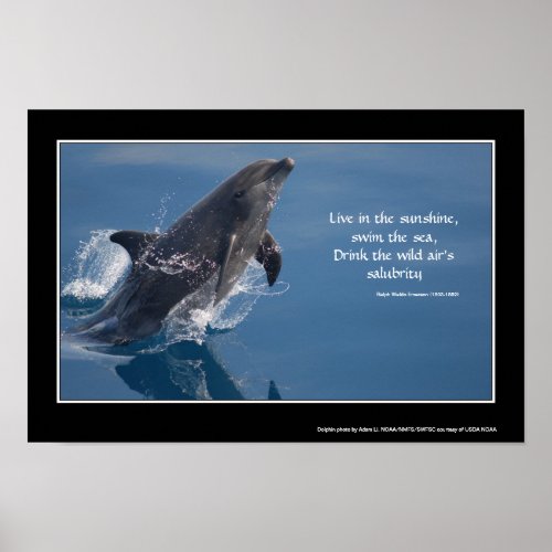 Dolphin inspirational poster