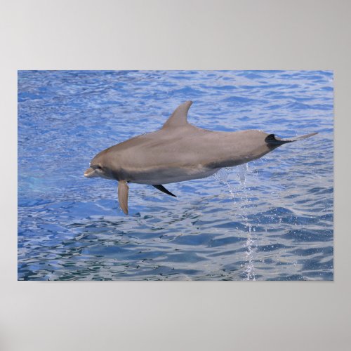 Dolphin jumping out of the water poster