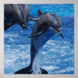 Dolphin Jumping Poster