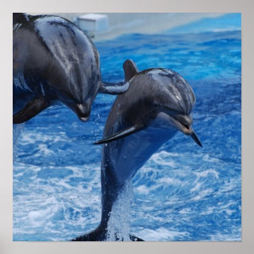 Dolphin Jumping  Poster
