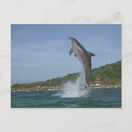 Dolphin jumping Roatan Bay Islands Honduras Postcard