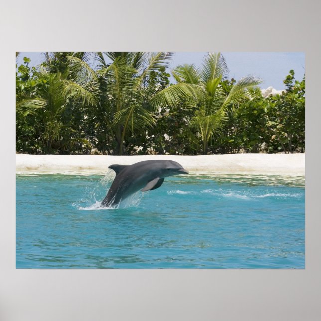 Dolphin Jumping Tropical Beach Poster (Front)