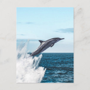 Dolphin leaping out of the ocean postcard
