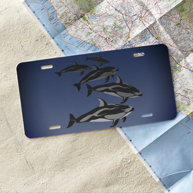 Dolphin License Plate White Sided Dolphin License (In Situ)