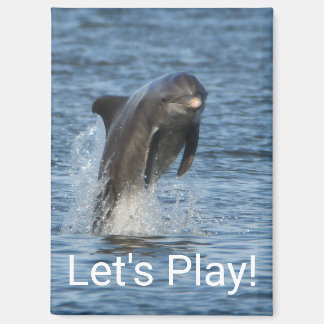 Dolphin Magnet