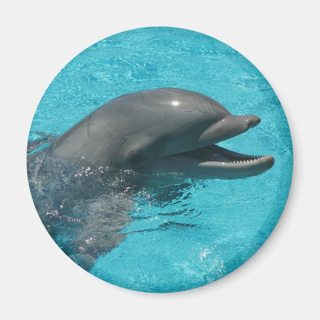 dolphin magnet (Front)