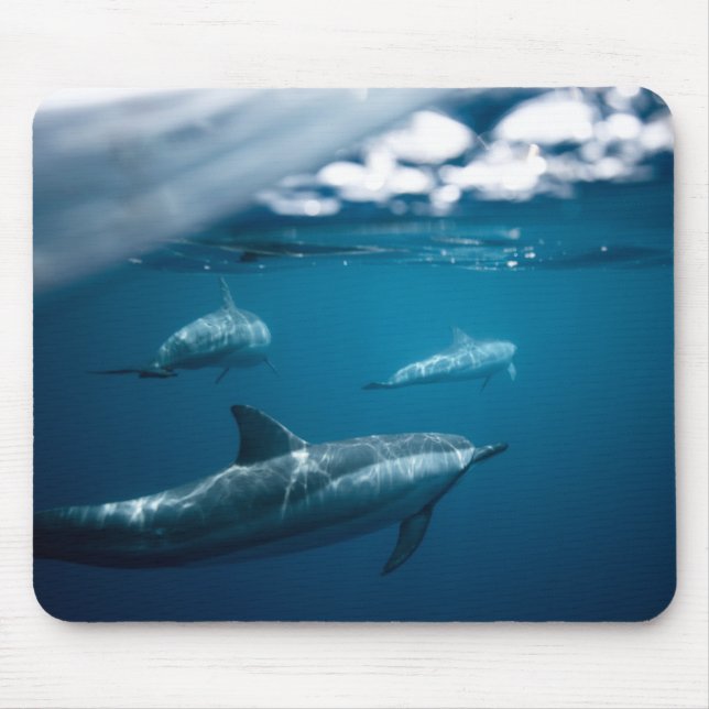Dolphin Mouse Pad (Front)