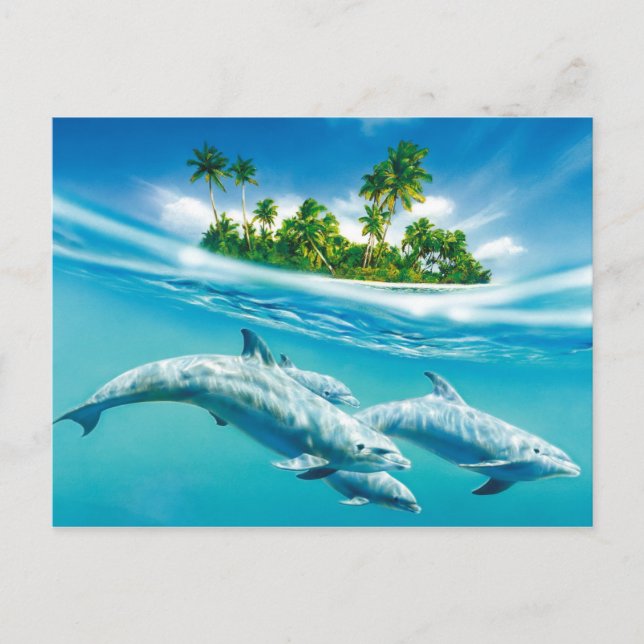 Dolphin paradise postcard (Front)