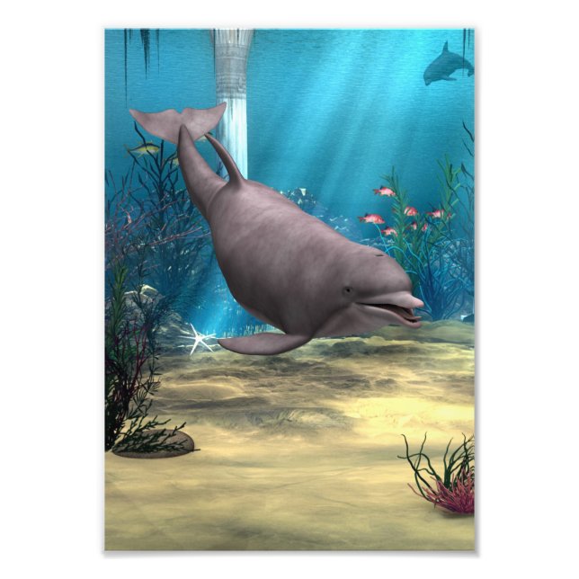 Dolphin Photo Print (Front)