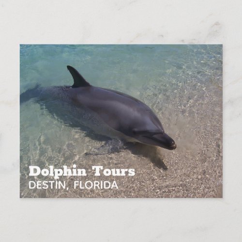Dolphin Photograph in Florida Postcard