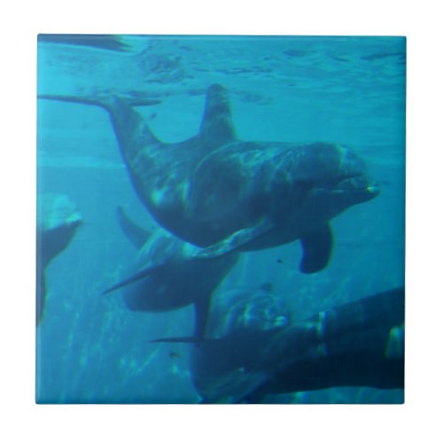 Dolphin Play Tile