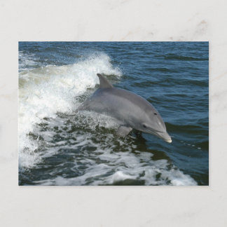 Dolphin Postcard