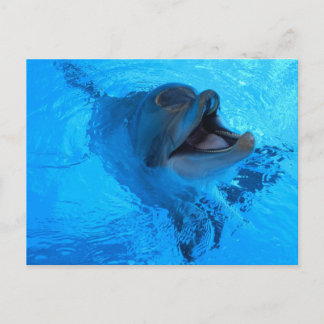 Dolphin Postcard