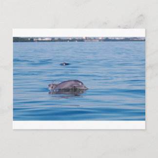 Dolphin Postcard
