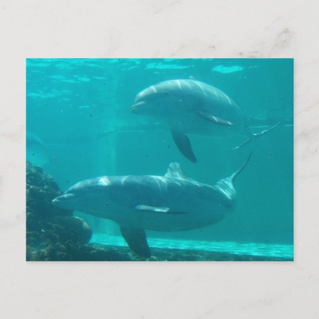 Dolphin Postcard (Front)