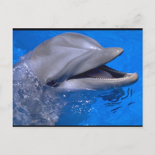 Dolphin Postcard (Front)