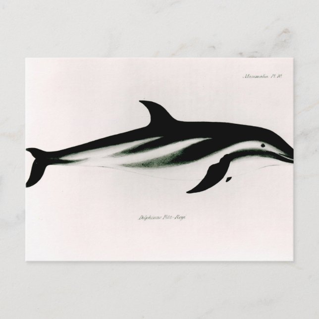 Dolphin Postcard (Front)