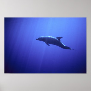 Dolphin Poster