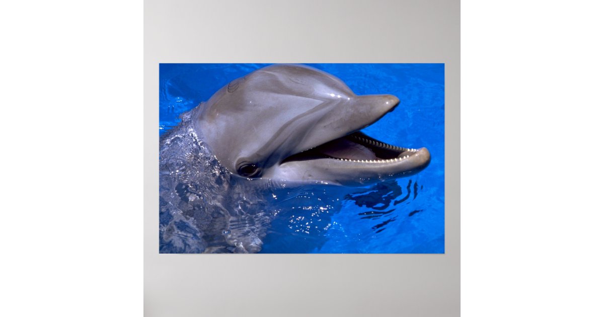 Dolphin Poster | Zazzle