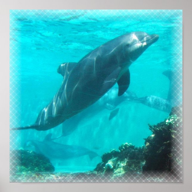 Dolphin Print (Front)