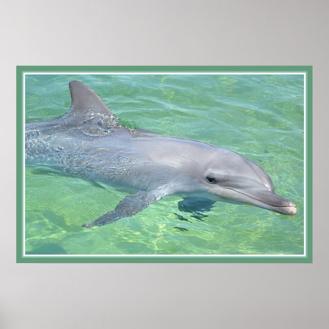 dolphin print premium gloss (Front)