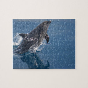 Dolphin Puzzle