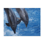 Dolphin Show Postcard