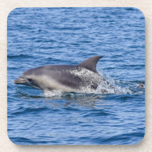 Dolphin Sighted coaster